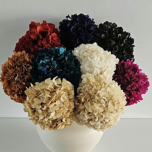 Echte Hortensien, getrocknet, konserviert, stabilisiert, gebleicht oder gefärbt in verschiedenen Farben mit Stiel