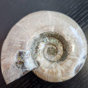 Ammonite Shell