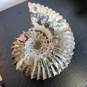 Ammonite Shell