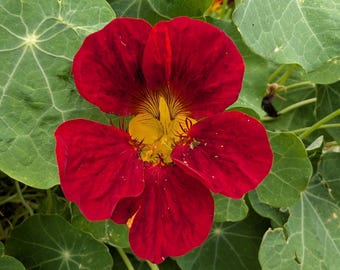 Nasturtium Seeds - Black Velvet
