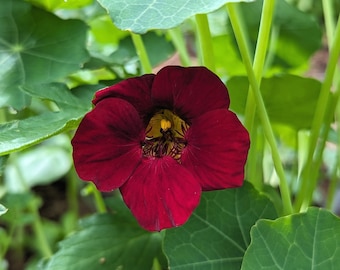 Nasturtium Seeds - Black Velvet, Empress of India, Jewel Mix