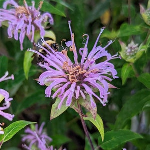 Wild Bergamot (a.k.a. Bee Balm) Seeds