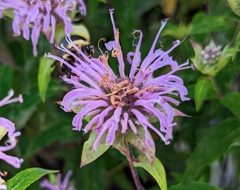 Wild Bergamot (a.k.a. Bee Balm) Seeds