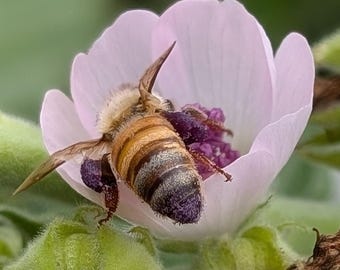 Marsh Mallow Seeds