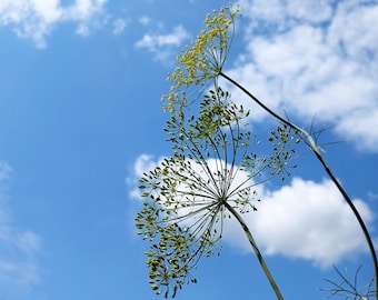 Mammoth Dill Seeds