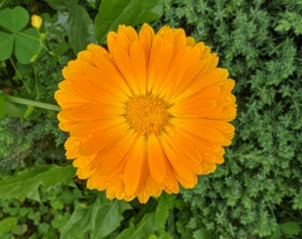 Ball's Orange Calendula Seeds