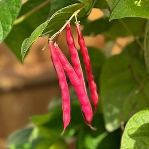 Slippery Silks Pole Bean Seeds (Heirloom)