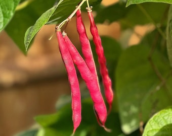 Slippery Silks Pole Bean Seeds (Heirloom)
