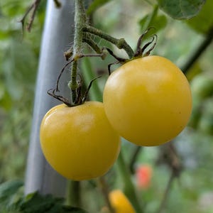 May include: Close-up of two ripe, yellow cherry tomatoes hanging from a green vine. The tomatoes are round and smooth, with a vibrant colour. The vine has small green leaves and a silver support pole in the background.
