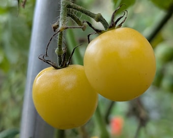 Champagne Bubbles Tomato Seeds
