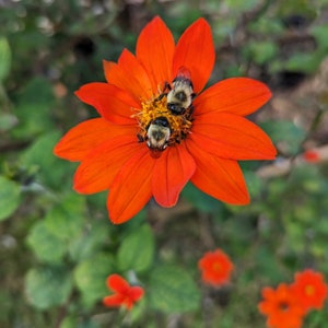 Red Torch Mexican Sunflower Seeds