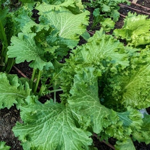 Greenwave Mustard Seeds