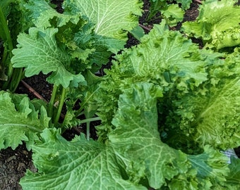 Greenwave Mustard Seeds