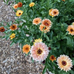 May include: A close-up of a patch of orange and yellow calendula flowers in bloom. The flowers are in various stages of bloom, with some fully open and others still in bud. The flowers are surrounded by green leaves.