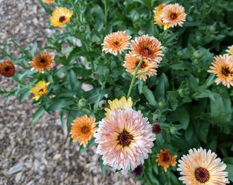 Vintage Vibe Calendula