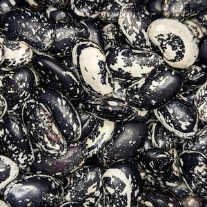 Iroquois Skunk Bean Seeds (Heirloom)