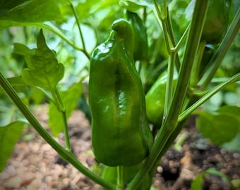 Hajduczek Bell Pepper Seeds