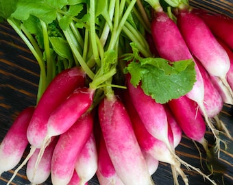 French Breakfast Radish Seeds (Heirloom)