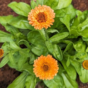 Mixed Calendula Seeds
