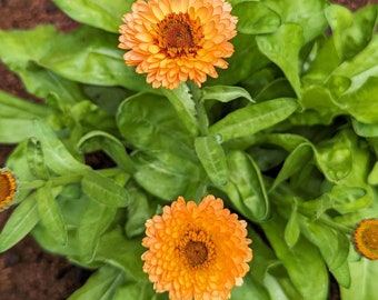 Mixed Calendula Seeds