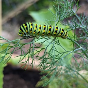 Mixed Dill Seeds