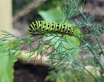 Mixed Dill Seeds