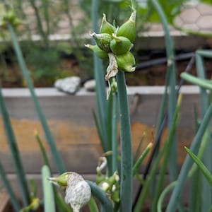 Egyptian Walking Onion Topset Bulbs (12)