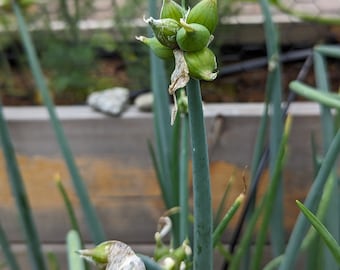 Egyptian Walking Onion Topset Bulbs (12)
