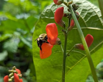 Scarlet Runner Bean Seeds