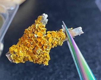 Yellow Lichen Branches: Dried Terrarium & Resin Art Supplies