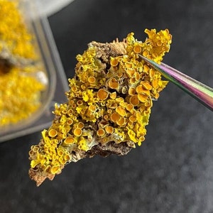 Yellow lichen, selected pieces of lichen for resin, lichen for terrarium, beautiful pieces of lichen