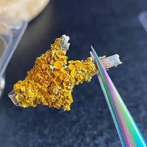 Yellow lichen, small lichen branches, selected pieces of lichen for resin, lichen for terrarium, beautiful pieces of lichen