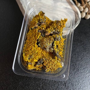 May include: A close-up of a clear plastic container filled with dried yellow and gray lichen.