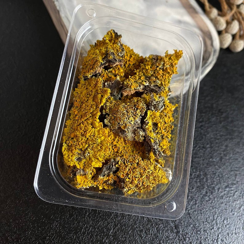 May include: A close-up of a clear plastic container filled with dried yellow and gray lichen.