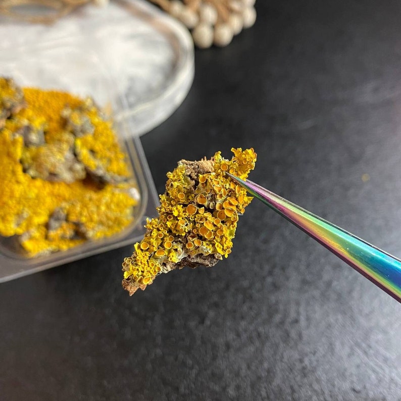 May include: A close-up of a yellow lichen sample being held by tweezers. The lichen is a type of symbiotic organism that grows on rocks and trees.
