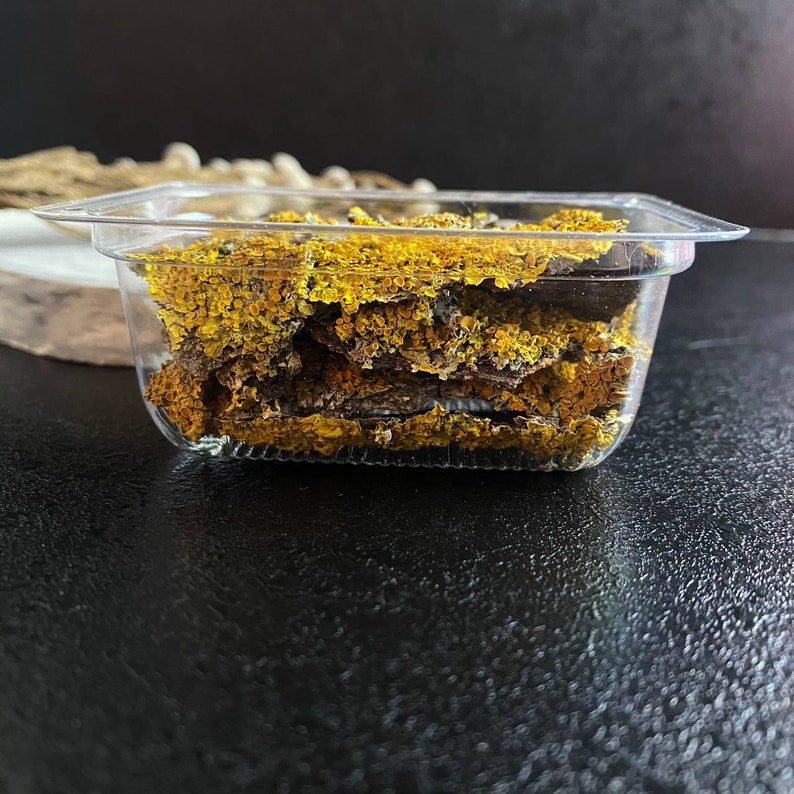 May include: A clear plastic container filled with dried yellow and brown lichen.