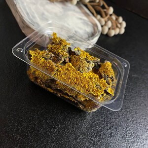 May include: A clear plastic container filled with dried yellow and green lichen. The lichen is a natural material often used in crafts and decor.