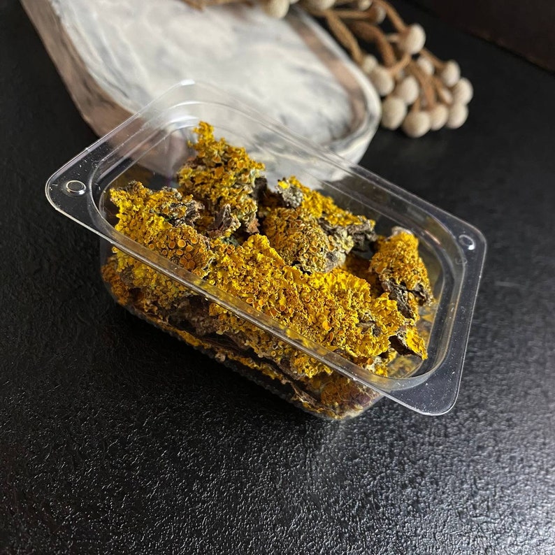 May include: A clear plastic container filled with dried yellow and green lichen. The lichen is a natural material often used in crafts and decor.