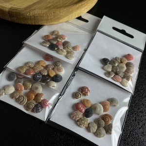 Può includere: Tre sacchetti di conchiglie assortite, ogni sacchetto contiene una varietà di piccole conchiglie colorate. Le conchiglie sono disposte in modo casuale e sono un mix di forme e dimensioni diverse.