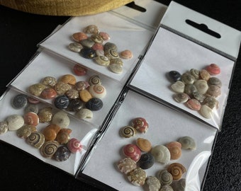15 Mixed Miniature Sea Shells: Resin Art & Terrarium Decor