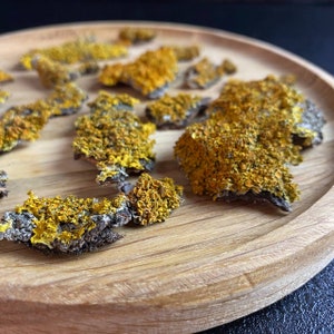 May include: A close-up of a wooden plate with several pieces of dried yellow lichen on it.