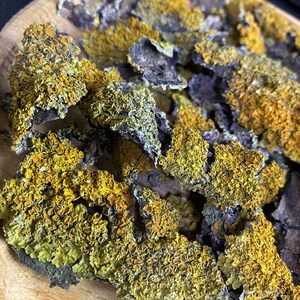 May include: Close-up of dried lichen, a type of fungus, with a yellow and green color. The lichen is broken into small pieces and has a rough texture.