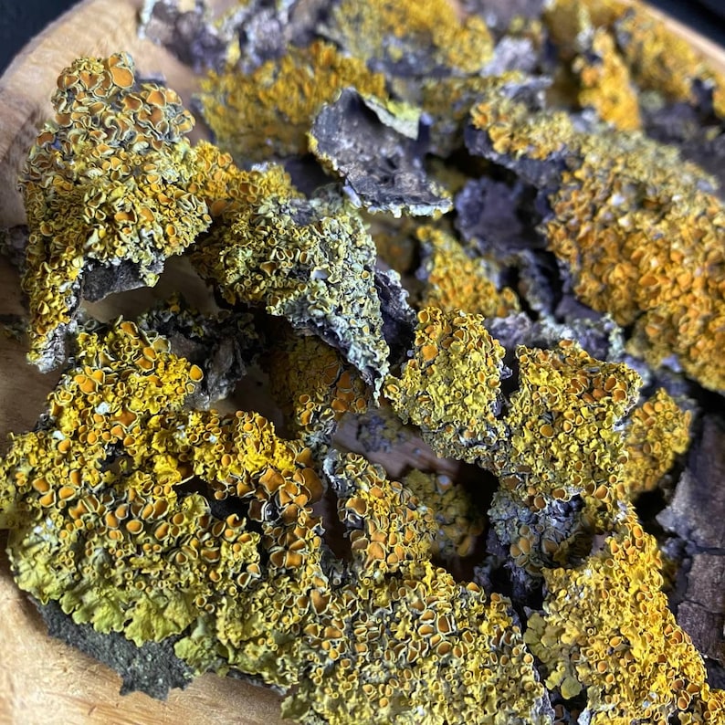 May include: Close-up of dried lichen, a type of fungus, with a yellow and green color. The lichen is broken into small pieces and has a rough texture.
