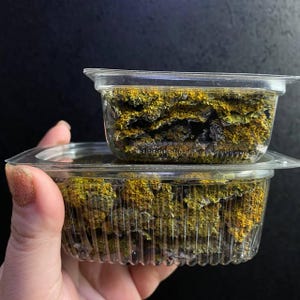 May include: Two clear plastic containers filled with dried green and yellow lichen. The lichen is arranged in a loose, natural way.