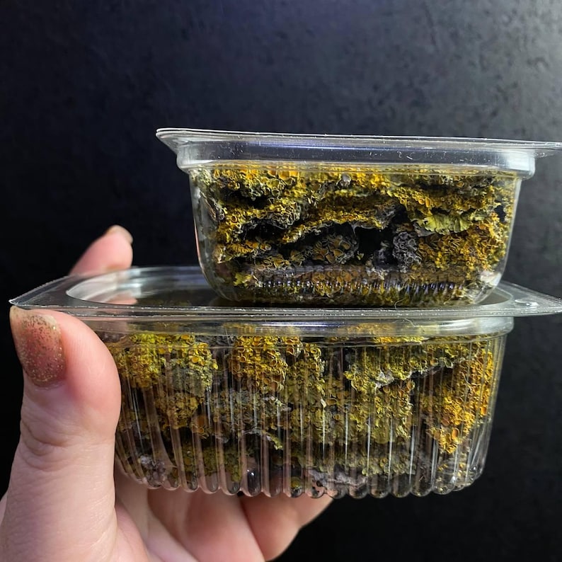 May include: Two clear plastic containers filled with dried green and yellow lichen. The lichen is arranged in a loose, natural way.