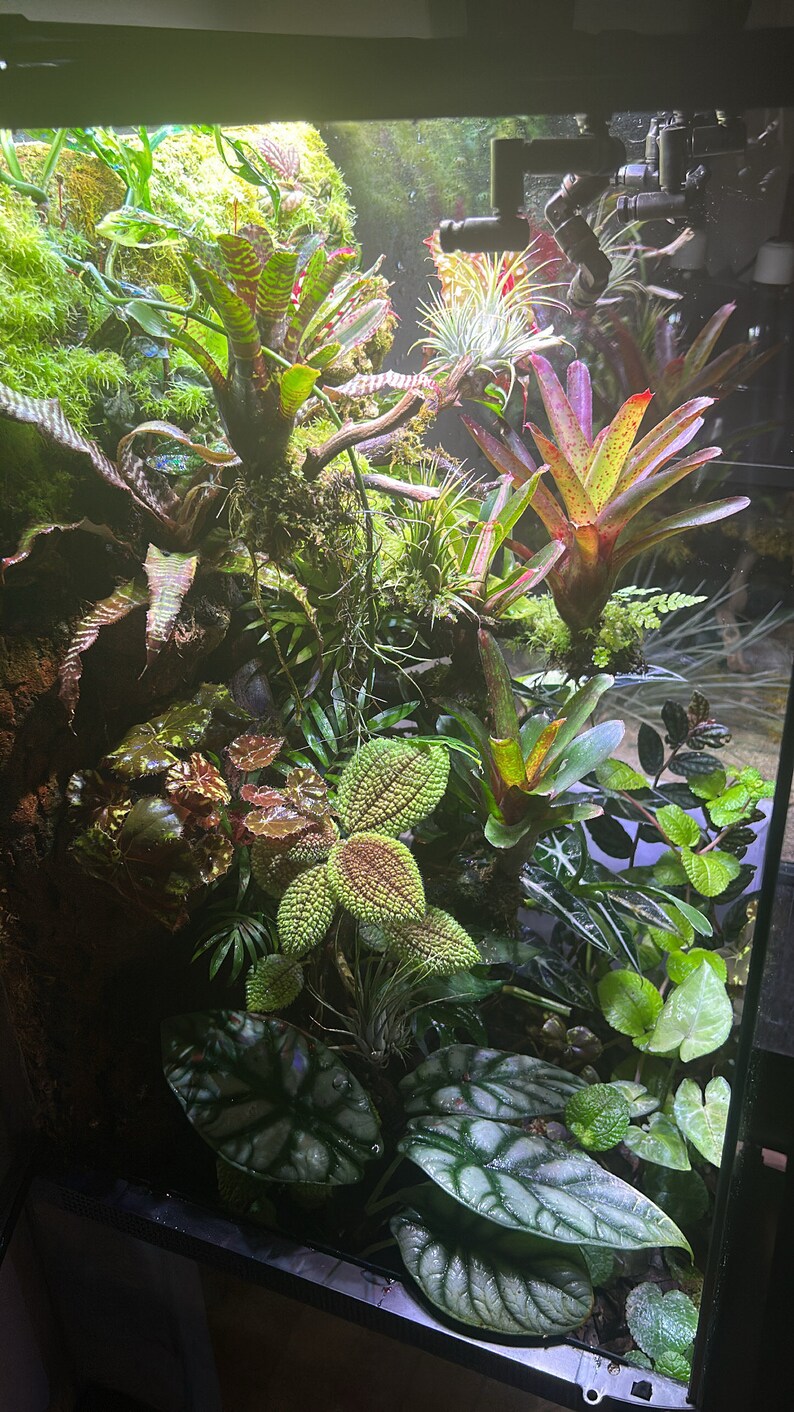 Large Vivarium for Sale / Custom Paludariums or Vivariums of Etsy UK