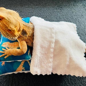 May include: A yellow bearded dragon lizard is curled up on a blue and orange patterned pillow with a white fleece blanket covering it.