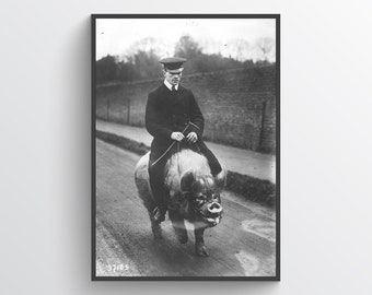 Maiale a cavallo, uomo sul maiale, foto d'epoca, umorismo retrò, decorazioni per la casa, antico, strano, insolito, strano, divertente, curiosità, stampa, poster