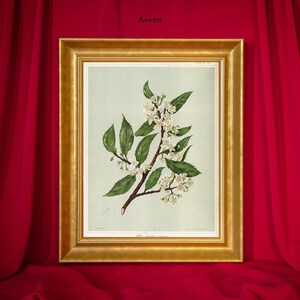 Könnte beinhalten: Ein gerahmter botanischer Druck mit einer detaillierten Illustration eines blühenden Zweigs mit weißen Blüten und grünen Blättern. Das Kunstwerk ist vor einem hellgrünen Hintergrund platziert und in einem goldfarbenen Rahmen gerahmt. Das Wort "Arven" ist oben aufgedruckt.
