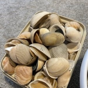 2lb of Assorted Sea Shells!